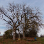 Am Wanderparkplatz oberhalb von Oberwinzer