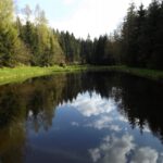 Hier wachsen also die Spiegelkarpfen