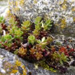 Typische Karstpflanze mit hoher Wasserspeicherkapazität. Man weiß ja nie wann wieder etwas hier oben stehenbleibt