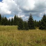 Wiesenlandschaft bei Hůrka