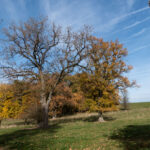 Einige Bäume sind schon fast ganz kahl