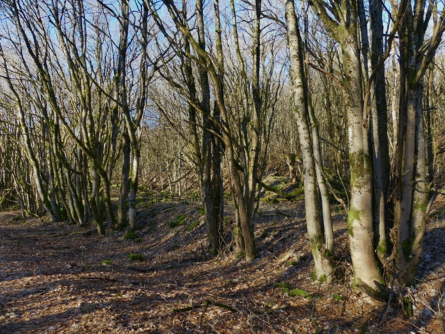 Befestigter Weg neben dem Wanderweg