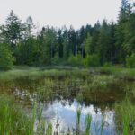 Kleiner Weiher nahe der früheren Ortsmitte