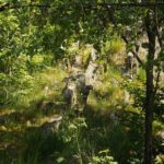 Schafe im Gras - dummerweise versteinert