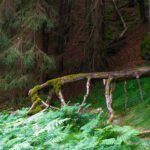 Tausendfüßler quert Tausendfüßler quert