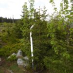 Auch Grenzpfosten können Windwurfopfer werden Auch Grenzpfosten können Windwurfopfer werden