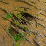 Vergittert Vergittert