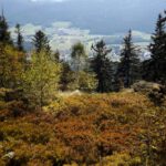 Tiefblick über verblühtes Heidekraut