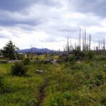 Eingang zum Windwurfpfad