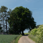 Weg unter dem Baum durch