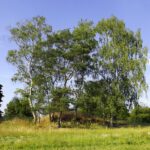 Ist das ein Hügelgrab? Ist das ein Hügelgrab?