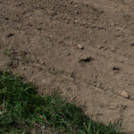 Übriggelassen oder erntereif?