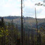 Kleiner Hahnenbogen und Kanapee