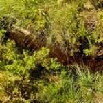 Grenztümpel Grenztümpel