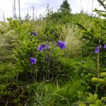 Der angeblich so tote Urwald lebt