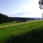 Waldrandentlangblick