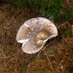 Zu alt zum Mitnehmen Zu alt zum Mitnehmen