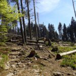 Noch mehr frischer Windwurf