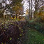 Überwucherte Friedhofsmauer Überwucherte Friedhofsmauer