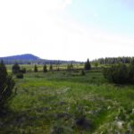 Jezerní slat Jezerní slat