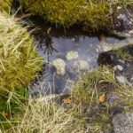 Quellspiegel Quellspiegel