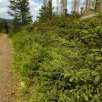 Der ältere Baumnachwuchs muss schon Reih und Glied lernen