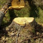 Den Bruder aufgefressen