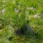 Die jüngste Kiefer Die jüngste Kiefer