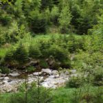 Wilder Fichtennachwuchs Wilder Fichtennachwuchs