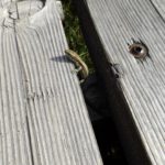 Hoffentlich hat diese Eidechse den kurz darauf über sie herbrechenden Mountainbikesturm überlebt