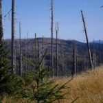 Der Lusen schaut auch mal hervor