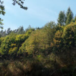 Es beginnt wirklich zu herbsteln