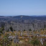 Javoři slat' vor dem Oblík, rechts Hrad Kašperk