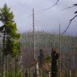 Au weh zwick Au weh zwick