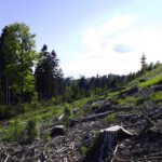 Dort hinten sind wir hochgegangen Dort hinten sind wir hochgegangen