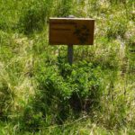 Botanik mit Erklärung Botanik mit Erklärung