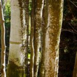 Bewohnte Rinde mal anders Bewohnte Rinde mal anders