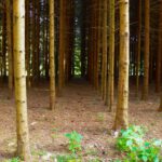 Baumsoldaten (in Reih und Glied) Baumsoldaten (in Reih und Glied)