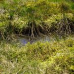 Tümpel in der Enzianwiese