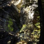 Keine Farbe, sondern eine Flechte