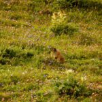 Dieser Mungg ließ sich auch vom lauten Geratsche meiner Begleiter nicht verjagen