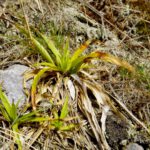 Nein, kein Ananasschopf