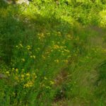 Natürlich gibt es im Johannisthal auch Johanniskraut. Wäre ja schlimm, wenn nicht Natürlich gibt es im Johannisthal auch Johanniskraut. Wäre ja schlimm, wenn nicht