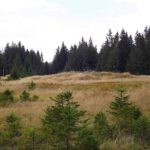 Viele Ruinen sind schon total überwuchert