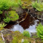 Plöckensteintümpel