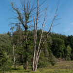 Unzertrennlich auch im Tod