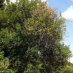 Verschiedene Verherbstungsstufen