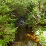 Der Jezerní potok kommt herangeplätschert