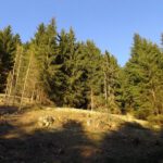 Die Schatten werden länger Die Schatten werden länger