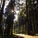 Der Abendsonne entgegen